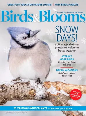 Birds Blooms December 2025 January 2026
