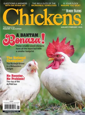 Chickens January February 2026