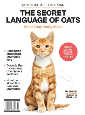 Inside Your Cats Mind The Secret Language Of Cats 2025