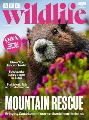 BBC Wildlife Magazine Vol. 44 Issue 02 February 2026