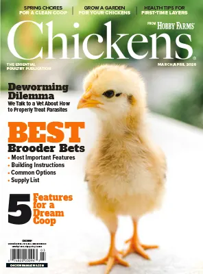 Chickens March April 2026